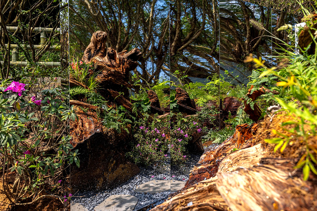 2025萬金杜鵑花展．一起出花｜2025新北景點｜萬里景點推薦