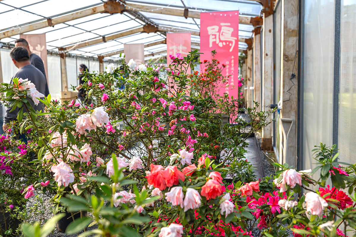 2025萬金杜鵑花展．一起出花｜2025新北景點｜萬里景點推薦