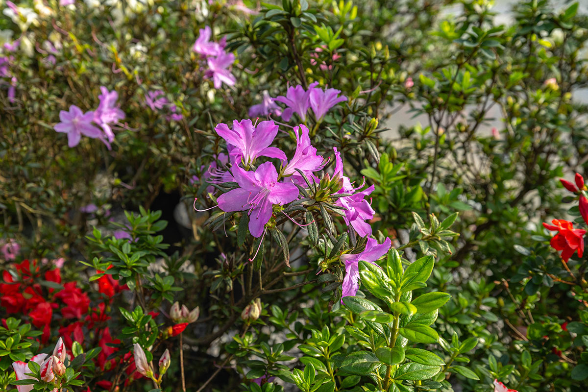 2025萬金杜鵑花展．一起出花｜2025新北景點｜萬里景點推薦