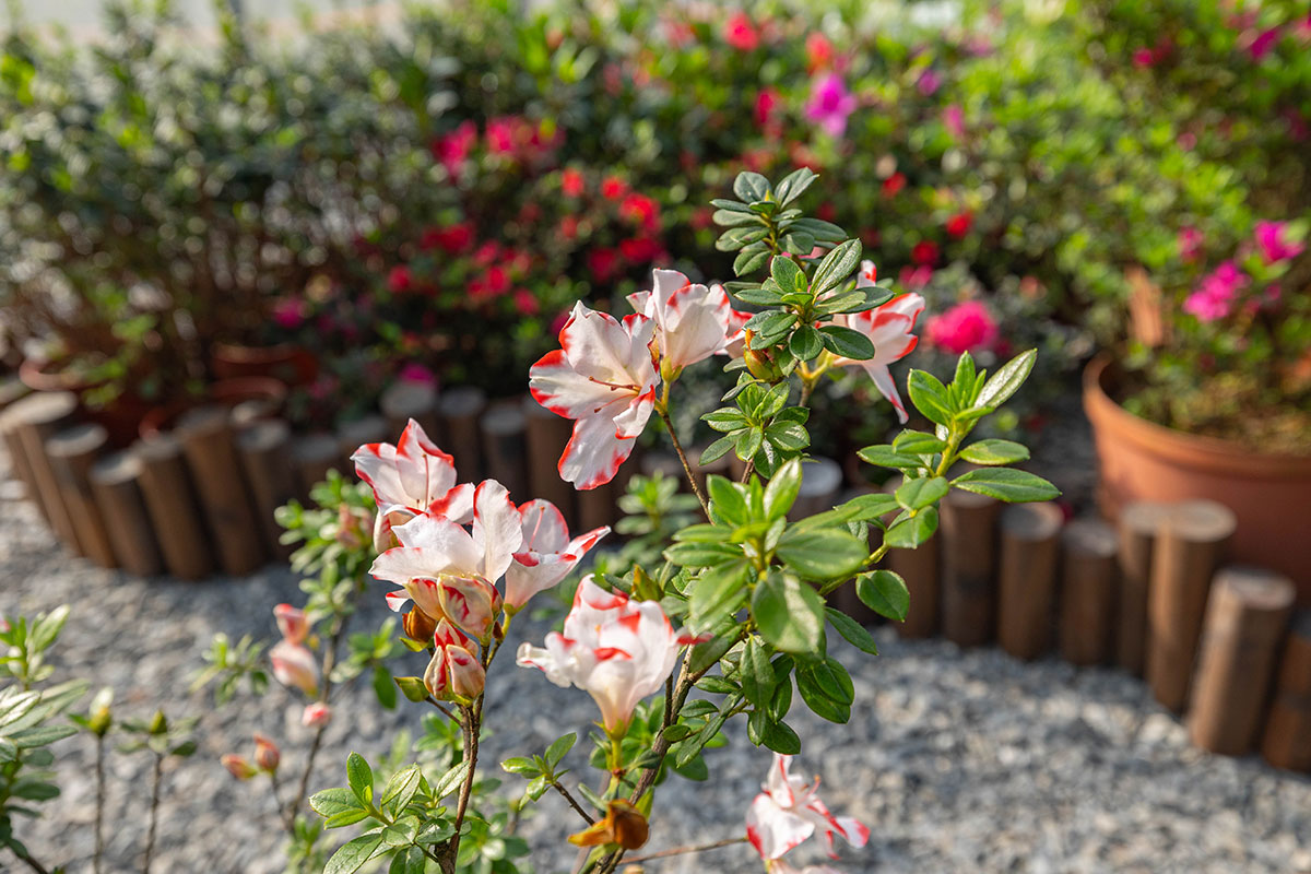 2025萬金杜鵑花展．一起出花｜2025新北景點｜萬里景點推薦