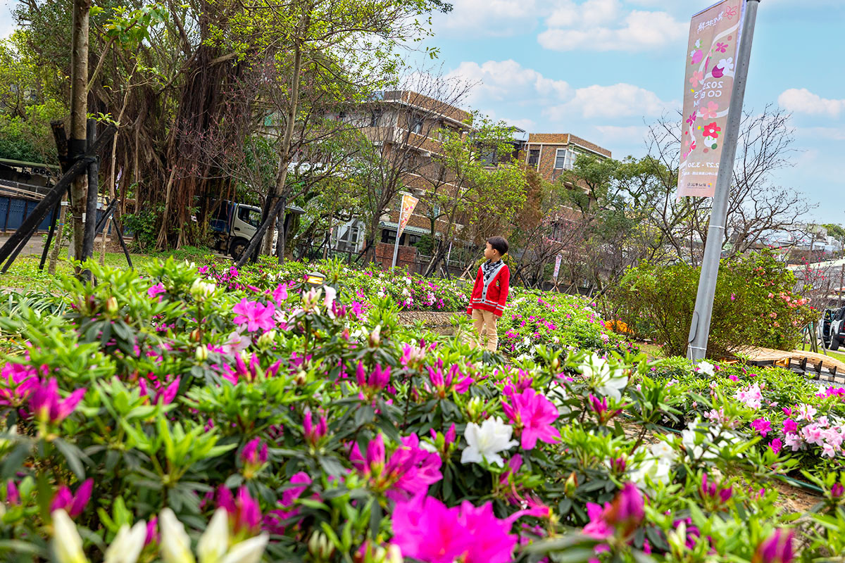 2025萬金杜鵑花展．一起出花｜2025新北景點｜萬里景點推薦