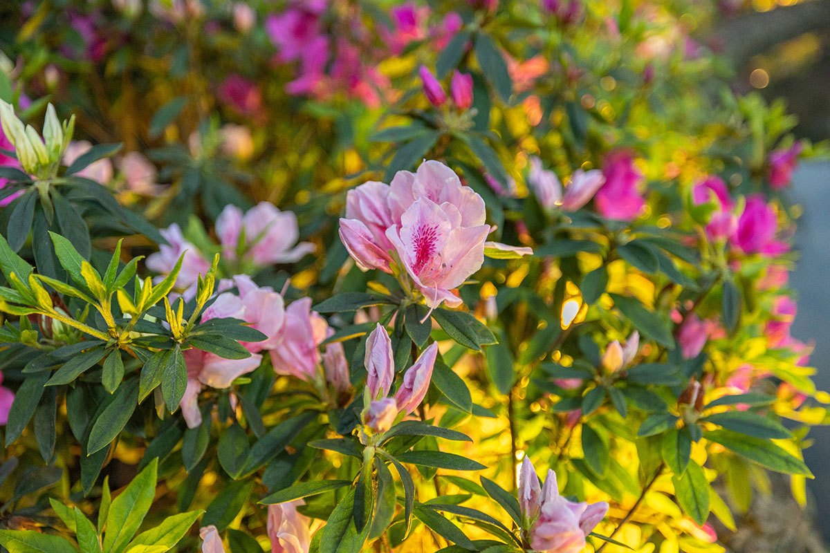 2025萬金杜鵑花展．一起出花｜2025新北景點｜萬里景點推薦