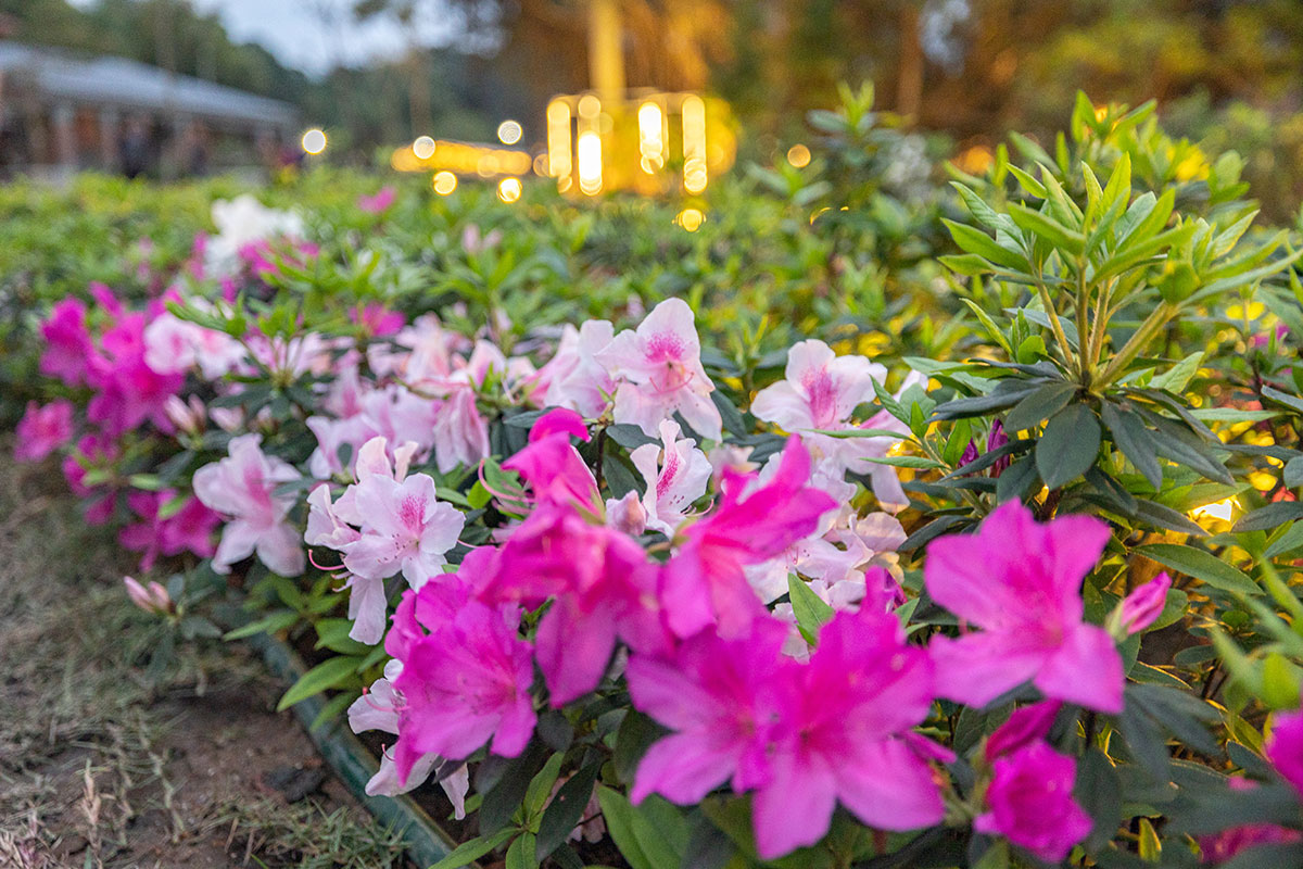 2025萬金杜鵑花展．一起出花｜2025新北景點｜萬里景點推薦