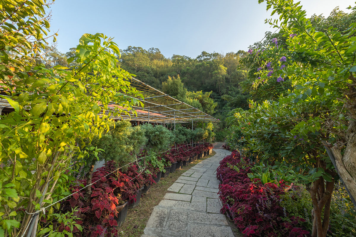 2024春節走春景點「新竹縣農遊5軸帶」陳家休閒農場