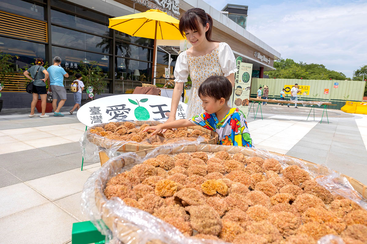 暑期親子夏令營活動-愛玉小學堂「關西愛玉季」