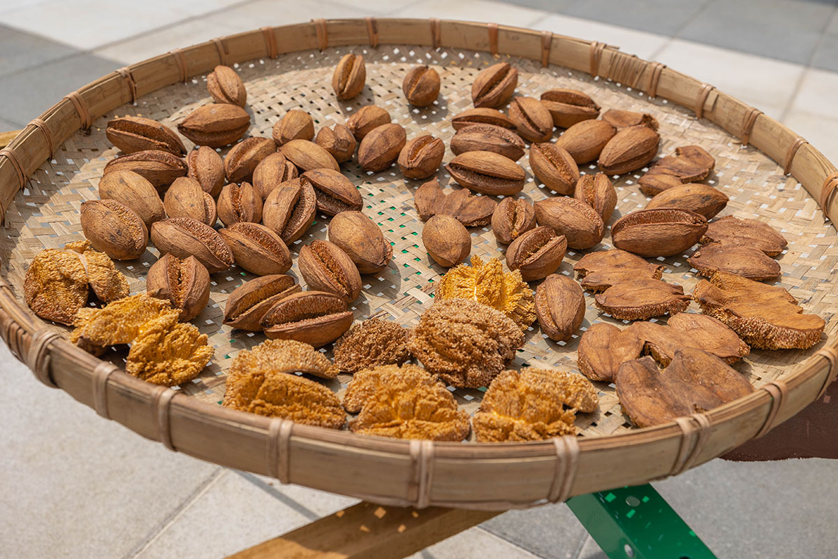 暑期親子夏令營活動-愛玉小學堂「關西愛玉季」