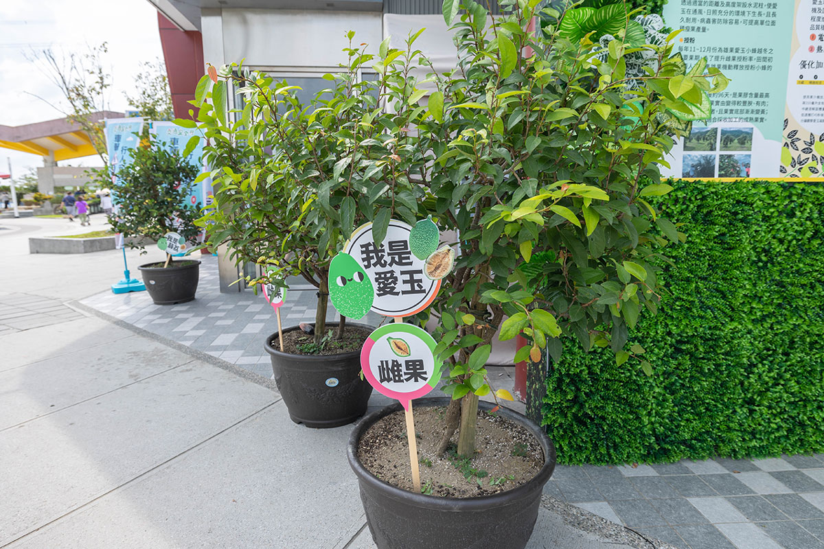 暑期親子夏令營活動-愛玉小學堂「關西愛玉季」