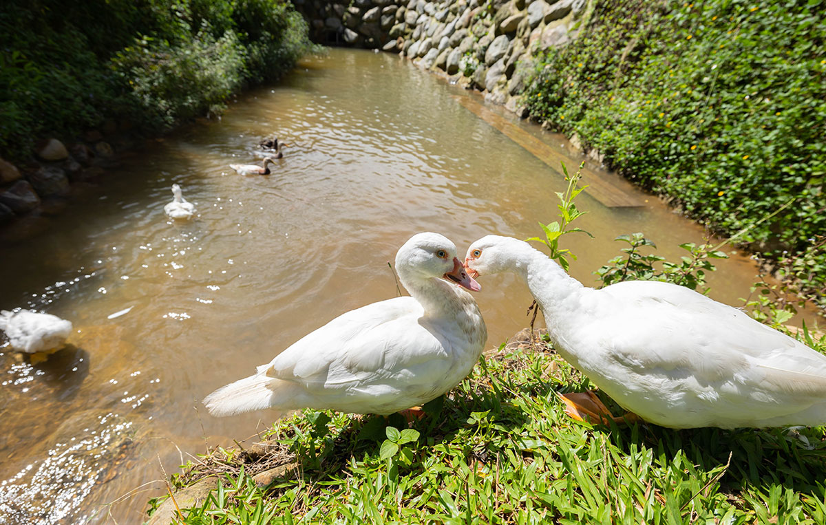 葉子祕境｜南投民宿推薦