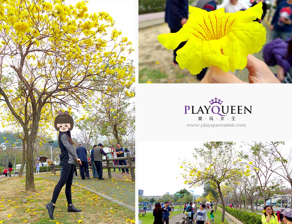 廍子公園,黃花風鈴木,黃金風鈴木